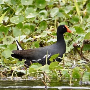 Moorhen