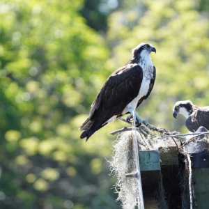 Osprey