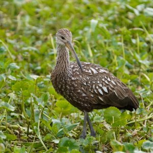 Limpkin