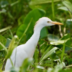 lesser egret
