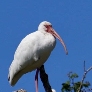 Ibis