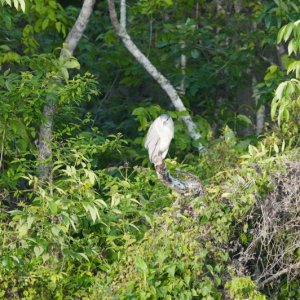 black crown nite heron