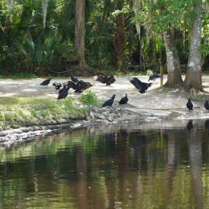Turkey vultures