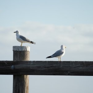 Always a few birds on the rails