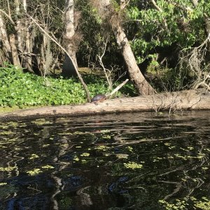 And plenty of turtles too.