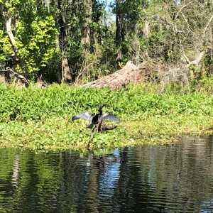 Anhinga drying his/her wings.