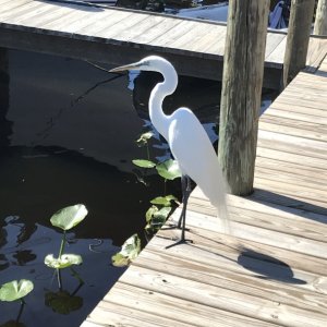 Egret at Hontoon Landing
