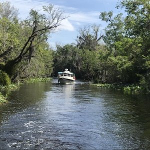 Coming out of the canal between St. John\'s River and Hontoon Dead River, during the Hontoon Loop Tour