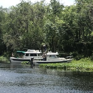 Weed anchored