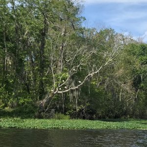 A tree full of Ibis birds.