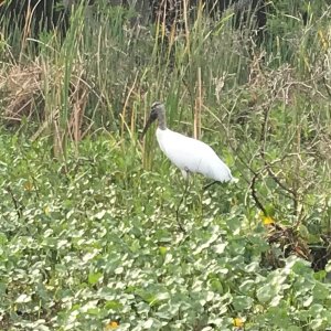 Woodstork at Hontoon
