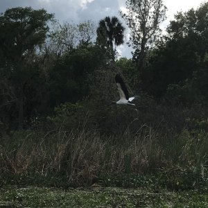 Woodstork taking off in flight