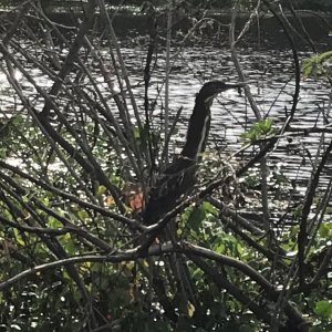 Small Green Heron
