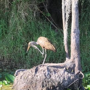 Limpkin