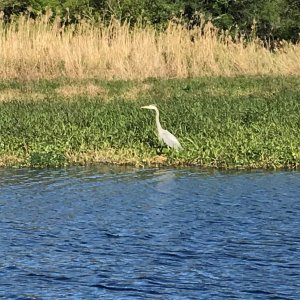 Blue Heron
