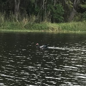 Muscovy duck