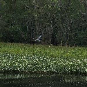 Blue Heron taking flight
