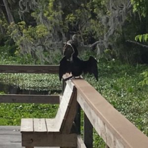 Anhinga drying his/her wings