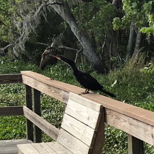Anhinga and Limpkin on dock rail