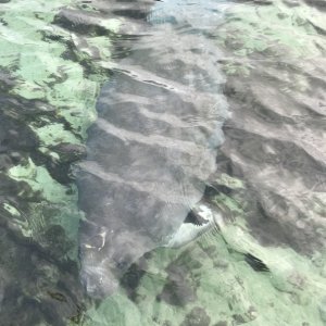 Manatee in Silver Glen Springs