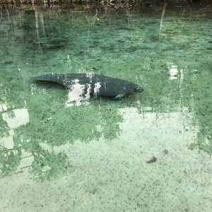 123SilverGlenSpringsManatee