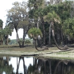 Notice how these palm trees fell over and still continued to grow straight up.