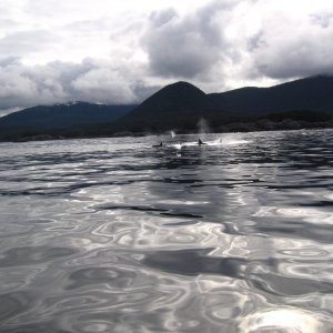 whales1