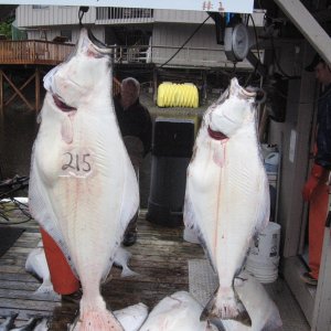 a nice pair of fish we got for the Salmon & Steelhead Journal writter