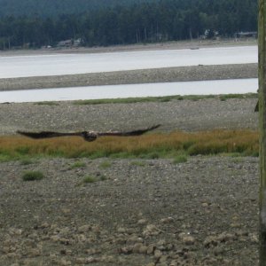 immature bald eagle