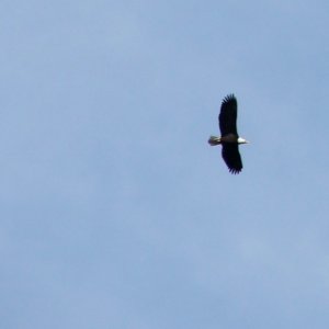 (c-dancer) Lopez eagle-another shot