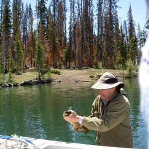 releasing trout off Promatory point  wilderness campsite