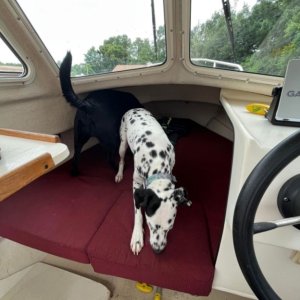 My dogs smelling the new boat