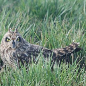 Short Earred Owl
