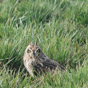 Short Eared Owl - Baskett Slough.jpg