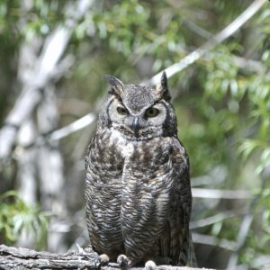 Great Horned Owl - Fields Station, OR