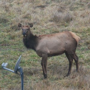 Oregon "Tusked Elk"