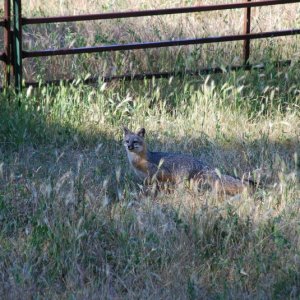 A Fox Tail in the foxtails