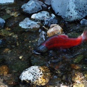 Kokanee Watercolor.jpg