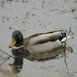 Mallard