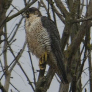 Peregrine