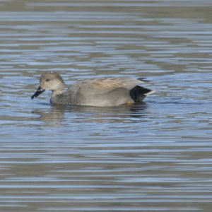 Gadwall