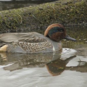 GreenWingTeal