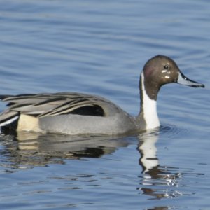 Pintail