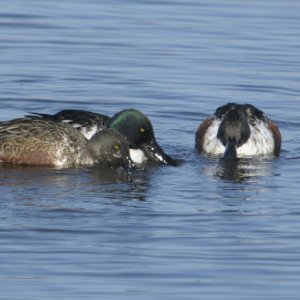 Shovelers