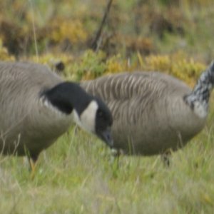 Canada leucistic neck