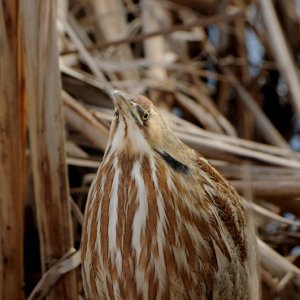 American Bittern