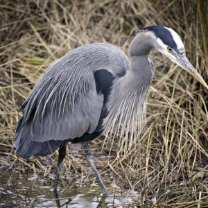 Blue Heron - Lee Moore Photo