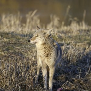 Mr Coyote - Lee Moore Photo