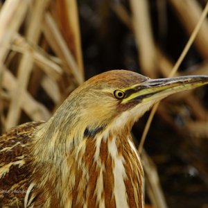 Another Bittern
