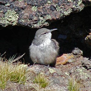 Elvis the Rock Wren